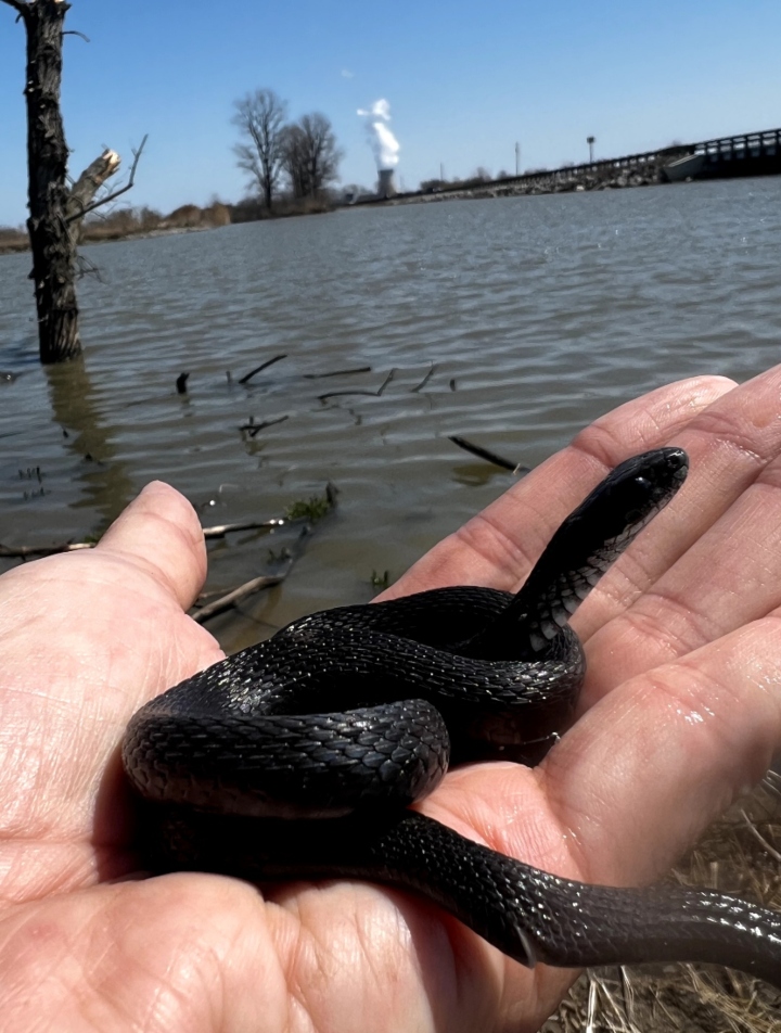 Melanistic Eastern Garter